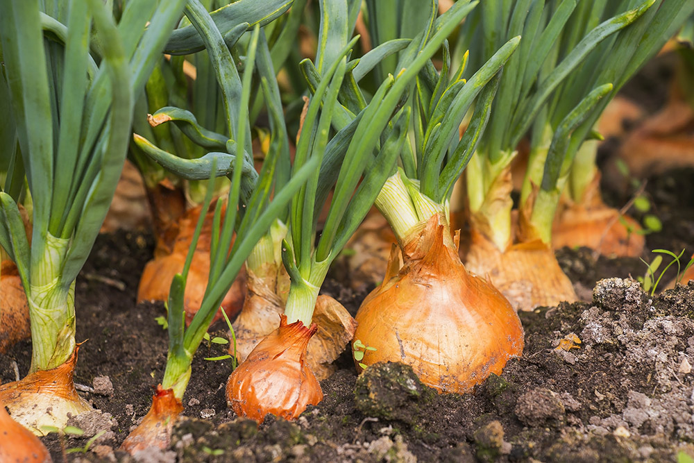 10 Best Edible Flowers to Know and Grow