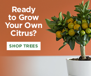 Shop Citrus Trees