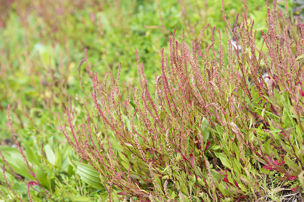 Learn edible wild plants here!