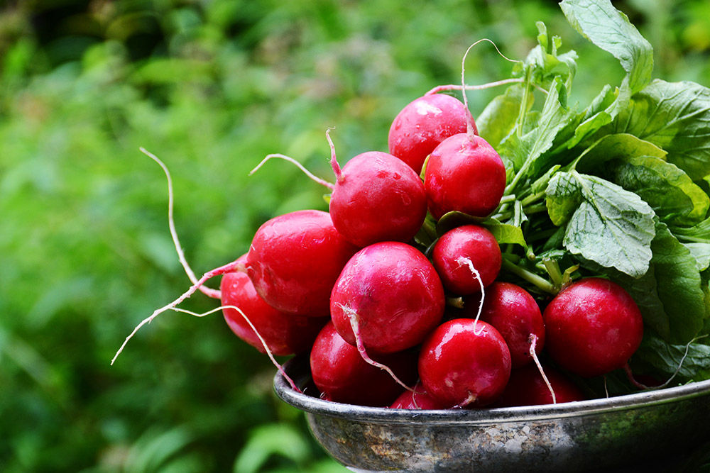 8 Edible Plants You Can Grow in Your Kitchen - Yarden