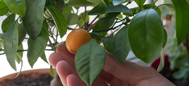 dwarf orange tree