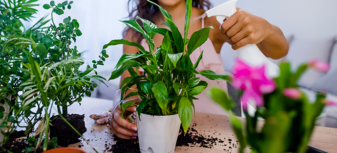 Health Benefits Of Indoor Plants - How A Bouquet Of Flowers