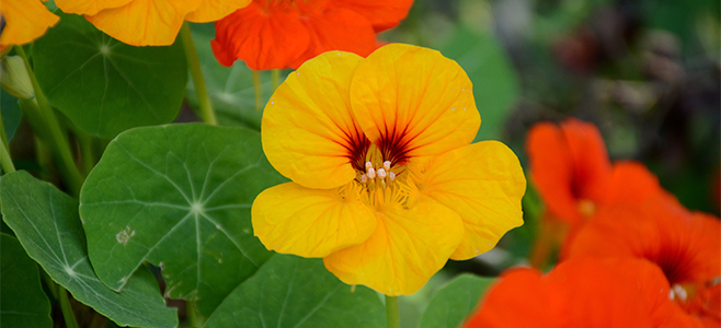 Image of Nasturtium lime tree companion plant