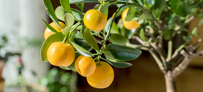 orange tree fruit